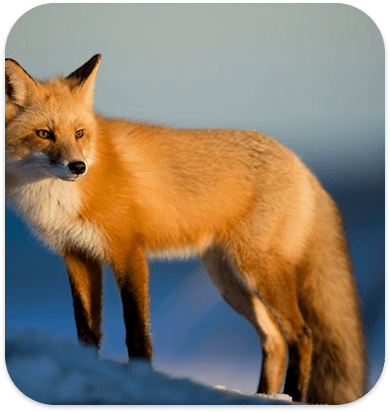 Orange fox in natural habitat