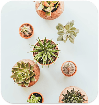 Arrangement of succulent plants
